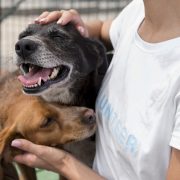 Protección animal